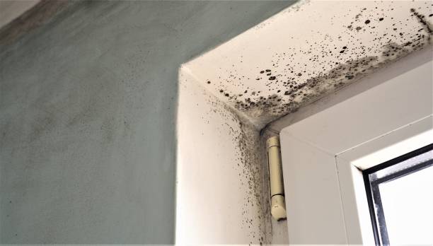 Trusted White Bear Lake, MN Mold Removal Experts