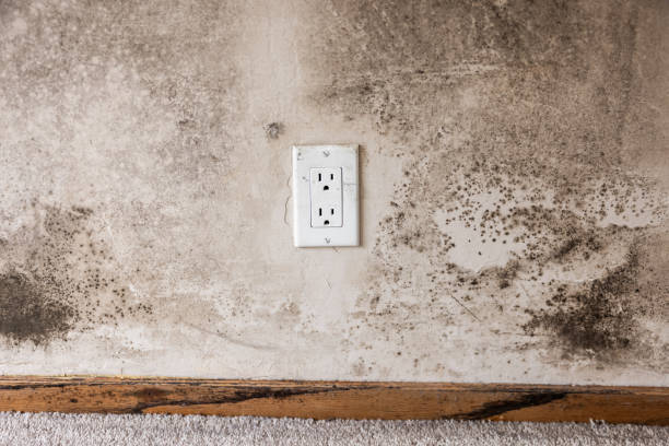 Forensic Mold Investigation in White Bear Lake, MN